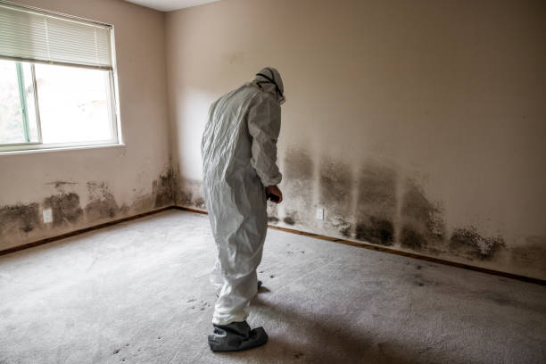 Professional Mold Remediation in Harveys Lake, PA